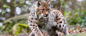 Dieser Luchs wurde in einem Waldgehege fotografiert. In freier Wildbahn bekommt man ihn kaum zu Gesicht.