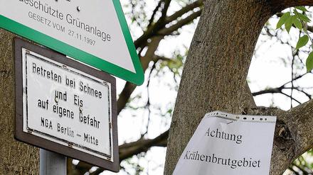Vorsicht, Vogel. Das Bezirksamt ließ Zettel anbringen, die auf brütende, nicht aber auf angreifende Krähen hinweisen.