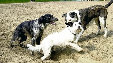 Herumtollen dürfen Hunde künftig nur noch in speziell ausgewiesenen Auslaufflächen. So ist es der mehrheitliche Wille der Stahnsdorfer Gemeindevertreter.
