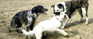 Herumtollen dürfen Hunde künftig nur noch in speziell ausgewiesenen Auslaufflächen. So ist es der mehrheitliche Wille der Stahnsdorfer Gemeindevertreter.