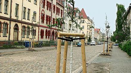 Neue Bäume, neue Fahrbahn und Gehwege: Die fertige Siemensstraße.