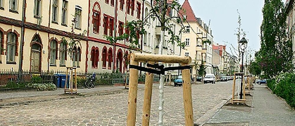 Neue Bäume, neue Fahrbahn und Gehwege: Die fertige Siemensstraße.