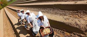 Beelitzer Spargeltradition: Seit 150 Jahren wird das Edelgemüse hier angebaut. In diesem Jahr wird eine Rekordernte erwartet.