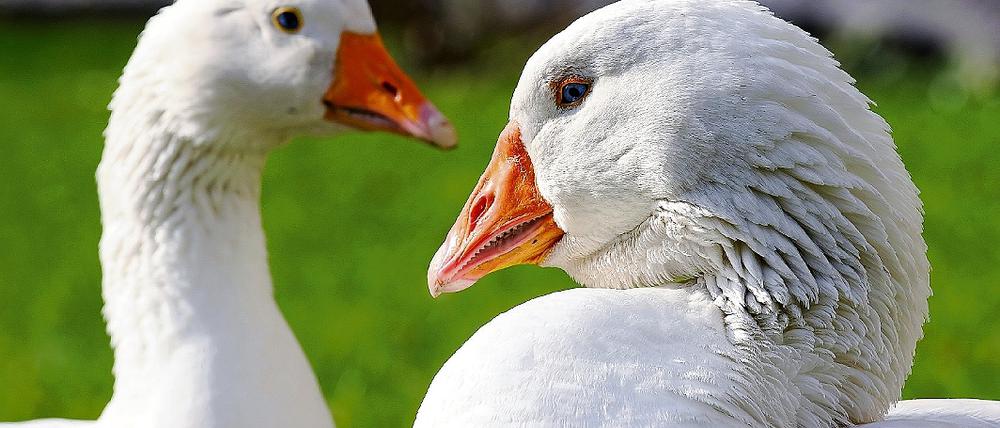 Gänserich Schröder (Kanzlergans Doretta) und Frau Merkel (l.).