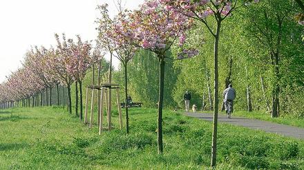 Fernöstliche Blütenpracht: Insgesamt mehr als 10 000 japanische Zierkirschen wurden in den 90er Jahren auf dem ehemaligen Grenzstreifen um und in Berlin gepflanzt. Allein zwischen der Stadt Teltow und dem Berliner Ortsteil Lichterfelde stehen rund 1400 Bäume. Gespendet wurden sie von Japanern aus Freude über den Mauerfall.