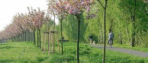 Fernöstliche Blütenpracht: Insgesamt mehr als 10 000 japanische Zierkirschen wurden in den 90er Jahren auf dem ehemaligen Grenzstreifen um und in Berlin gepflanzt. Allein zwischen der Stadt Teltow und dem Berliner Ortsteil Lichterfelde stehen rund 1400 Bäume. Gespendet wurden sie von Japanern aus Freude über den Mauerfall.