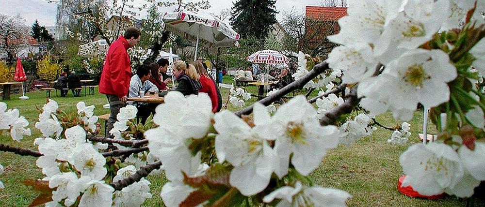 Das Blütenphänomen bringt auch Probleme für die Obstbauern.