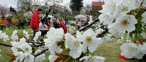 Das Blütenphänomen bringt auch Probleme für die Obstbauern.