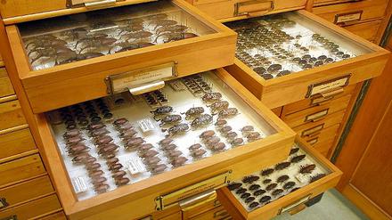 Die naturkundliche Sammlung des Potsdam-Mueseums musste nach 1945 wieder neu aufgebaut werden. Auch Erdmann Grieps Käfersammlung gehört zu den Museumserwerbungen.
