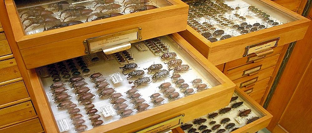Die naturkundliche Sammlung des Potsdam-Mueseums musste nach 1945 wieder neu aufgebaut werden. Auch Erdmann Grieps Käfersammlung gehört zu den Museumserwerbungen.