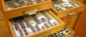 Die naturkundliche Sammlung des Potsdam-Mueseums musste nach 1945 wieder neu aufgebaut werden. Auch Erdmann Grieps Käfersammlung gehört zu den Museumserwerbungen.