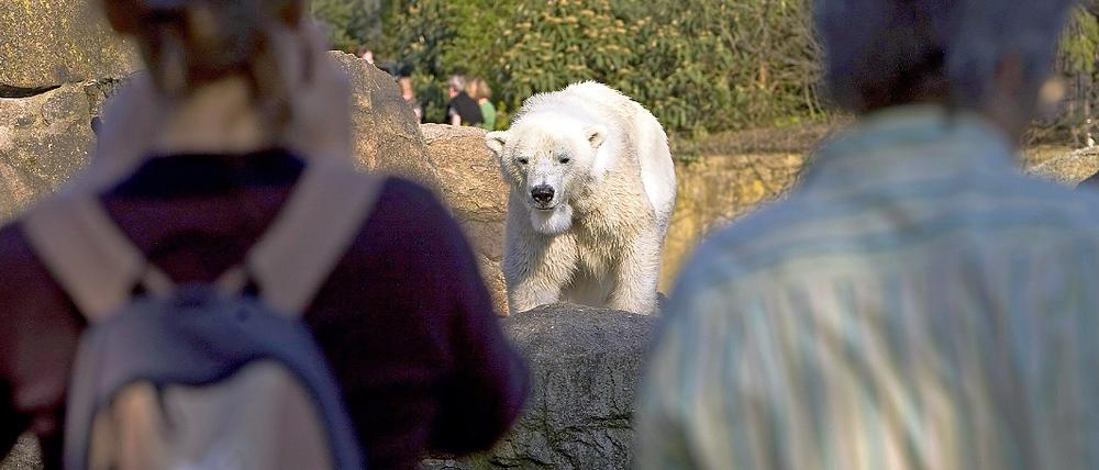 Nah bei den Eisbären im Berliner Zoo.