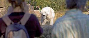 Nah bei den Eisbären im Berliner Zoo.