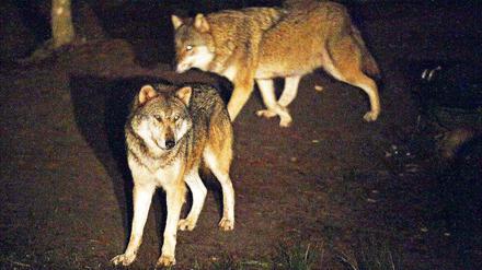 Vollmond-Wolfsnächte. Der Wildpark bietet Besuchern bis Mai zu Vollmond eine Führung durch den Park mit Fütterung der Wölfe an.