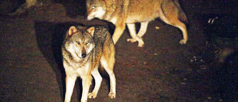 Vollmond-Wolfsnächte. Der Wildpark bietet Besuchern bis Mai zu Vollmond eine Führung durch den Park mit Fütterung der Wölfe an.