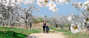 Die Kirschblüte hat am Werderaner Obst-Panoramaweg bereits jetzt den Höhepunkt erreicht.