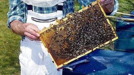 Das leise Summen der Bienen erfüllt wieder die Luft, sobald die ersten Bäume in Blüte stehen. Doch die Zahl der fleißigen Insekten wird immer weniger.