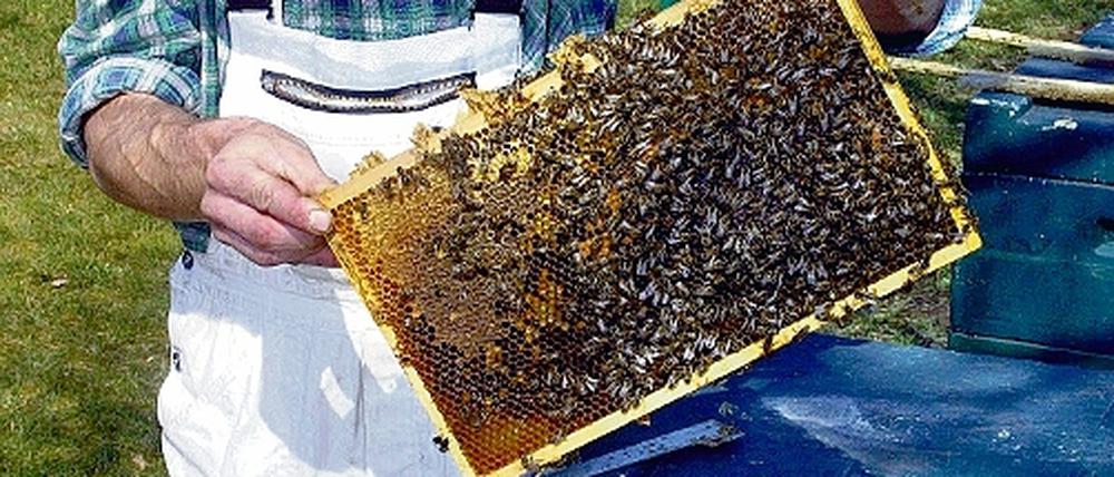 Das leise Summen der Bienen erfüllt wieder die Luft, sobald die ersten Bäume in Blüte stehen. Doch die Zahl der fleißigen Insekten wird immer weniger.