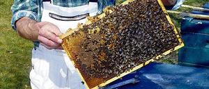 Das leise Summen der Bienen erfüllt wieder die Luft, sobald die ersten Bäume in Blüte stehen. Doch die Zahl der fleißigen Insekten wird immer weniger.