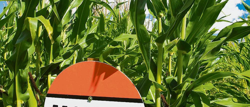 Keine Chance für Genmais. Ab sofort darf auch in Brandenburg genetisch veränderter Mais der Sorte MON 810 weder verkauft noch gepflanzt werden. Viele Landwirte haben ihr Saatgut aber bereits. Nun müssen sie Ersatz kaufen.