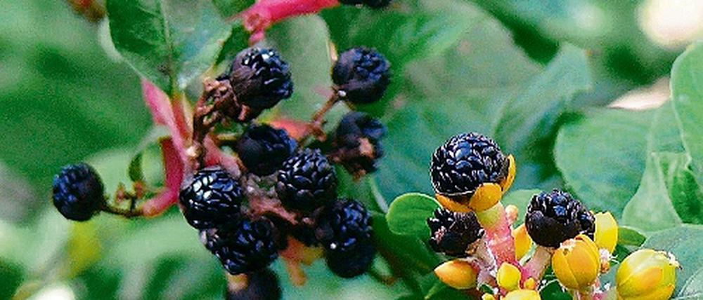 Bedrohte Art. Die Rippenblume.