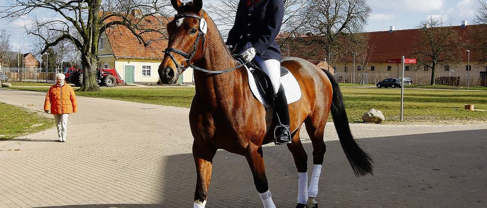 Im Visier der Ermittler. Das Landgestüt Neustadt (Dosse).