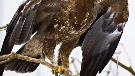 Sicher in der Vogelschutzstation. Ein Schreiadler in einer Voliere in Woblitz nahe dem nordbrandenburgischen Himmelpfort. Noch kommen jedes Frühjahr nach einer Reise von 10 000 Kilometern die Schreiadler zu ihren angestammten Brutplätzen in Mecklenburg- Vorpommern, Brandenburg und Sachsen-Anhalt zurück.