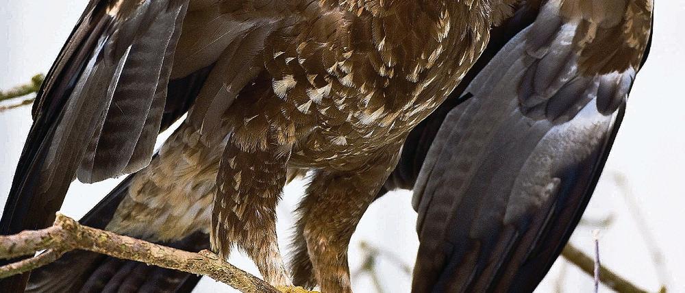 Sicher in der Vogelschutzstation. Ein Schreiadler in einer Voliere in Woblitz nahe dem nordbrandenburgischen Himmelpfort. Noch kommen jedes Frühjahr nach einer Reise von 10 000 Kilometern die Schreiadler zu ihren angestammten Brutplätzen in Mecklenburg- Vorpommern, Brandenburg und Sachsen-Anhalt zurück.