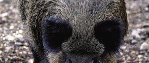 Vom Grün des Waldes ins Grün der Gemeinde: Sauen in Kleinmachnow.