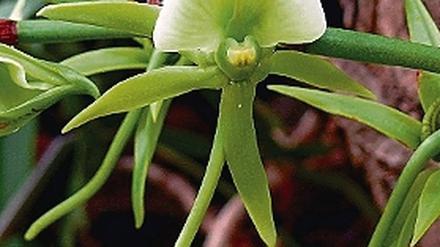 Duftende Blüten. Die Elfenbein-Orchidee stammt aus Ostafrika.