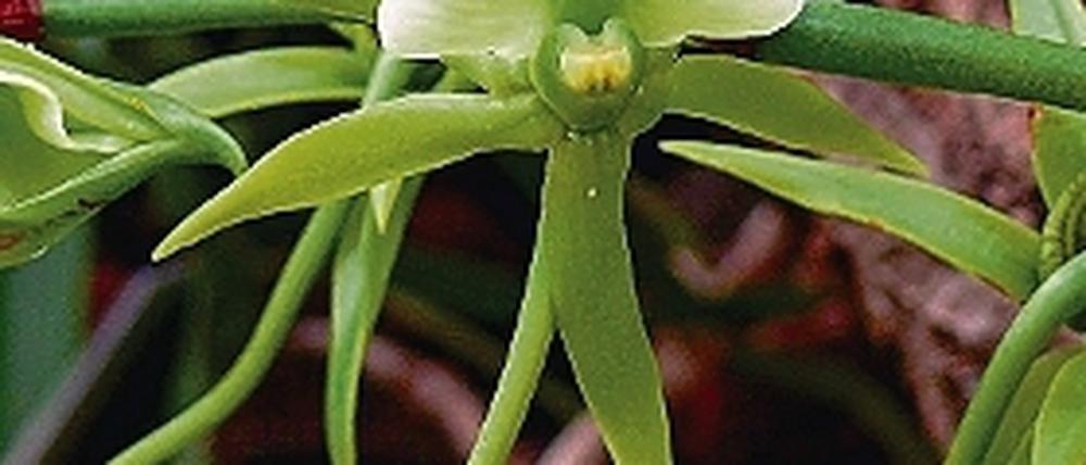 Duftende Blüten. Die Elfenbein-Orchidee stammt aus Ostafrika.