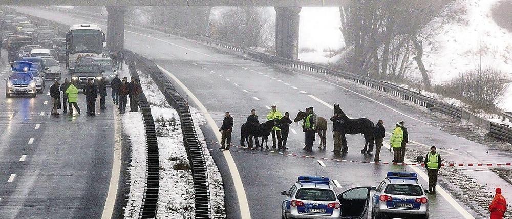 Auf der Überholspur. Drei Pferde brachten den Verkehr zum Erliegen.