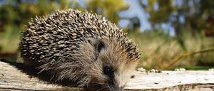 Igel für jeden Garten fordert die neue Beelitzer Igelinitiative.