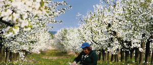 Mehr Blütenfest-Besucher auf den Plantagen: Diese Forderung wurde gestern bei einer Filmvorführung in Werder laut. Auf Jahrmarkt und Bühnen im Stadtkern wollen gerade die gebürtigen Werderschen aber nicht verzichten.