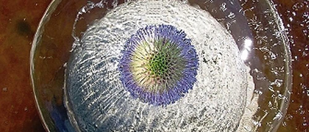 Wasserspeier mit Distel: Das Titelbild zur Ausstellung Elemente.
