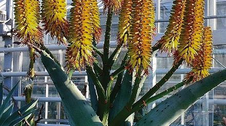 Verwandschaft. Die Berg-Aloe.