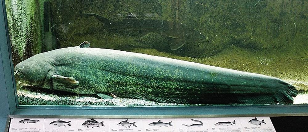 Ein Ausbund an Beweglichkeit ist die Welsdame Weline nicht gerade. Mit ihrem Hotelzimmer im Aquarium des Naturkundemuseums kommt sie gut klar und döst als nachtaktives Tier gern tagsüber in ihrer Schlummerecke.