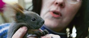 Tanya Lenn, Vorsitzende des Vereins Eichhörnchen-Hilfe Berlin/Brandenburg, mit einem ihrer Pfleglinge.