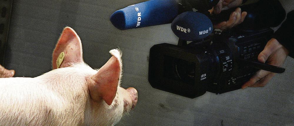 Ferkel im Fernsehen. Der Westdeutsche Rundfunk machte schweinische Bilder auf der Grünen Woche.