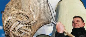 Fischzüchter im Kraftwerk. Der Betriebsleiter der Peitzer Edelfisch GmbH, Andor Nuernberg, hält vor den Kühltürmen des Kohlekraftwerks Jänschwald einen Kescher mit Aalen.