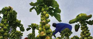 Frisch auf den Tisch. Rosenkohl verträgt zwar Frost aber nicht zu starken. Die letzten Felder mit dem Wintergemüse werden daher dieser Tage abgeerntet.