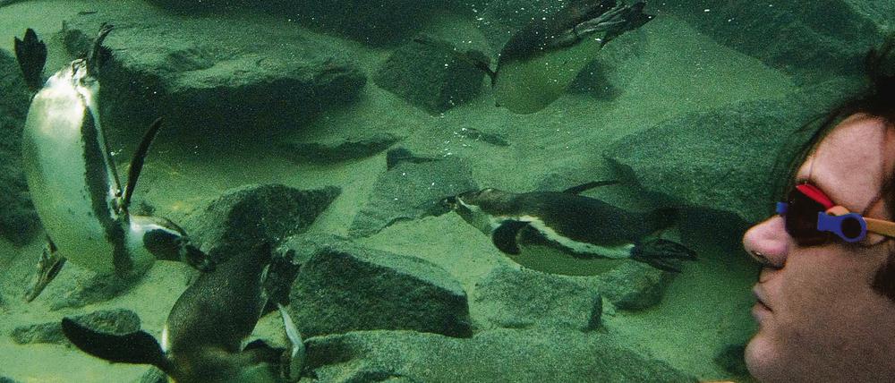 Becken an Becken. Nur durch eine Scheibe getrennt können Mensch und Tier ihre Schwimmkünste vergleichen.