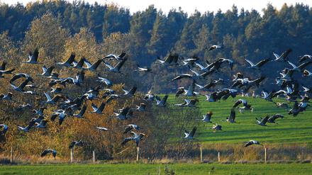 Großartiges Naturschauspiel. Bis zu 10 000 Kraniche landen täglich im Linumer Bruch zum Zwischenstopp auf ihrem Weg nach Süden.