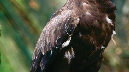 Flugbeobachtung. Die Deutsche Wildtierstiftung untersucht die Flüge von Schreiadlern in ihre Winterquartiere.