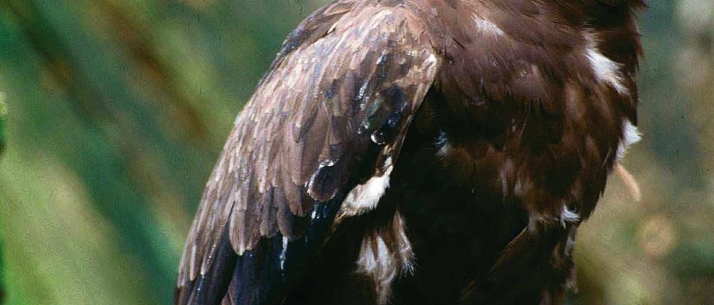 Flugbeobachtung. Die Deutsche Wildtierstiftung untersucht die Flüge von Schreiadlern in ihre Winterquartiere.