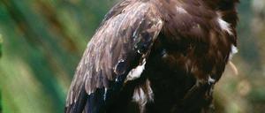 Flugbeobachtung. Die Deutsche Wildtierstiftung untersucht die Flüge von Schreiadlern in ihre Winterquartiere.