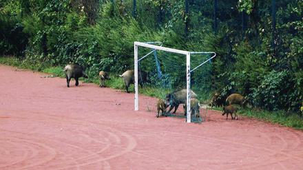 Dicke Luft im Strafraum: Auch auf Sport- und Spielplätzen der Gemeinde Kleinmachnow sind in den vergangenen Tagen Wildschweine gesehen worden.