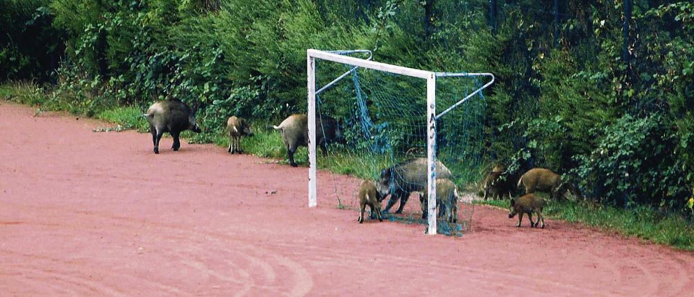 Dicke Luft im Strafraum: Auch auf Sport- und Spielplätzen der Gemeinde Kleinmachnow sind in den vergangenen Tagen Wildschweine gesehen worden.