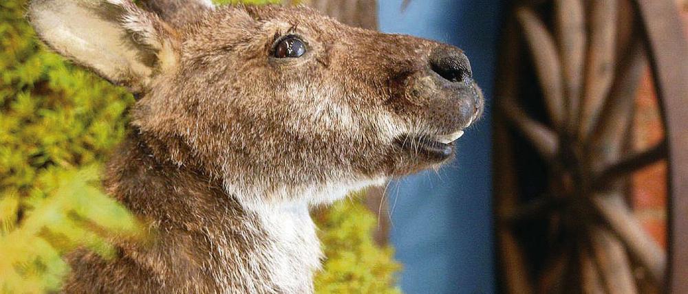 Känguru noch ohne Weihnachtsmannmüt ze im Naturkundemuseum