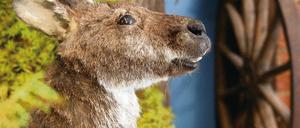Känguru noch ohne Weihnachtsmannmüt ze im Naturkundemuseum